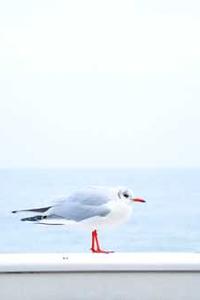 下载苹果版魔秀-第3张图片-太平洋在线下载 下载苹果版魔秀-第3张图片-太平洋在线下载