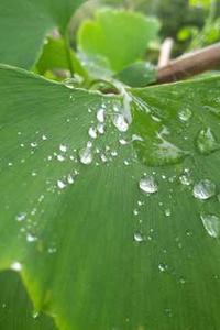 植物大战僵尸手机无尽版