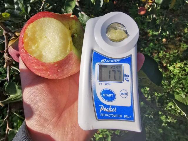 灵宝市苹果镇新闻灵宝市的苹果-第3张图片-太平洋在线下载 灵宝市苹果镇新闻灵宝市的苹果-第3张图片-太平洋在线下载