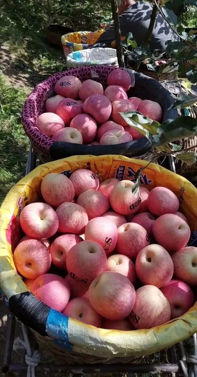 灵宝市苹果镇新闻灵宝市的苹果-第7张图片-太平洋在线下载 灵宝市苹果镇新闻灵宝市的苹果-第7张图片-太平洋在线下载