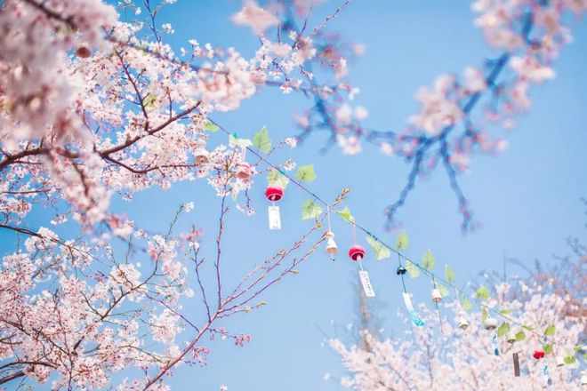 苹果铃声樱花版苹果铃声免费下载-第2张图片-太平洋在线下载