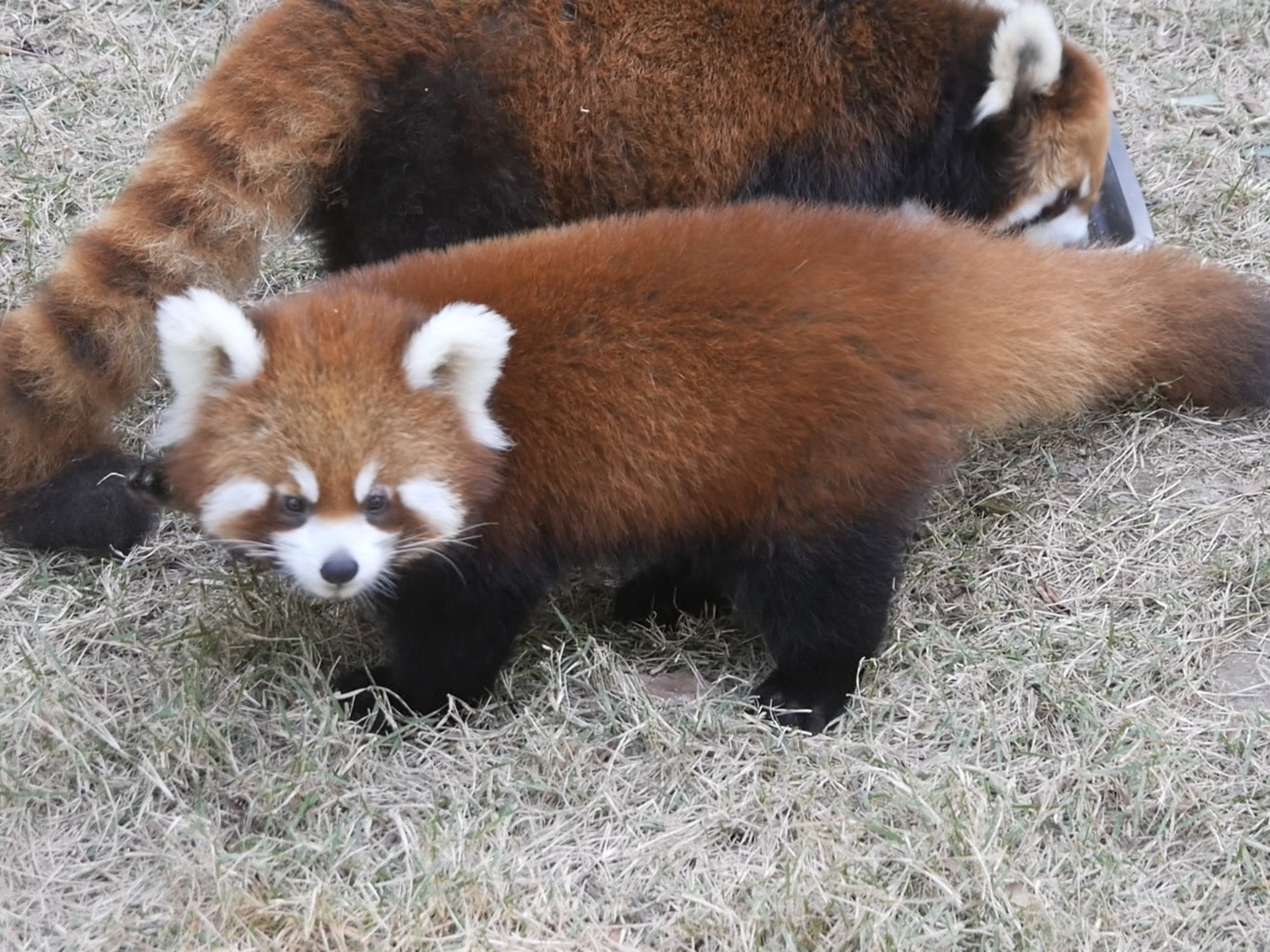 小苹果熊猫版儿童版(熊猫小苹果儿歌视频大全)-第5张图片-QuickQ官网 小苹果熊猫版儿童版(熊猫小苹果儿歌视频大全)-第5张图片-QuickQ官网