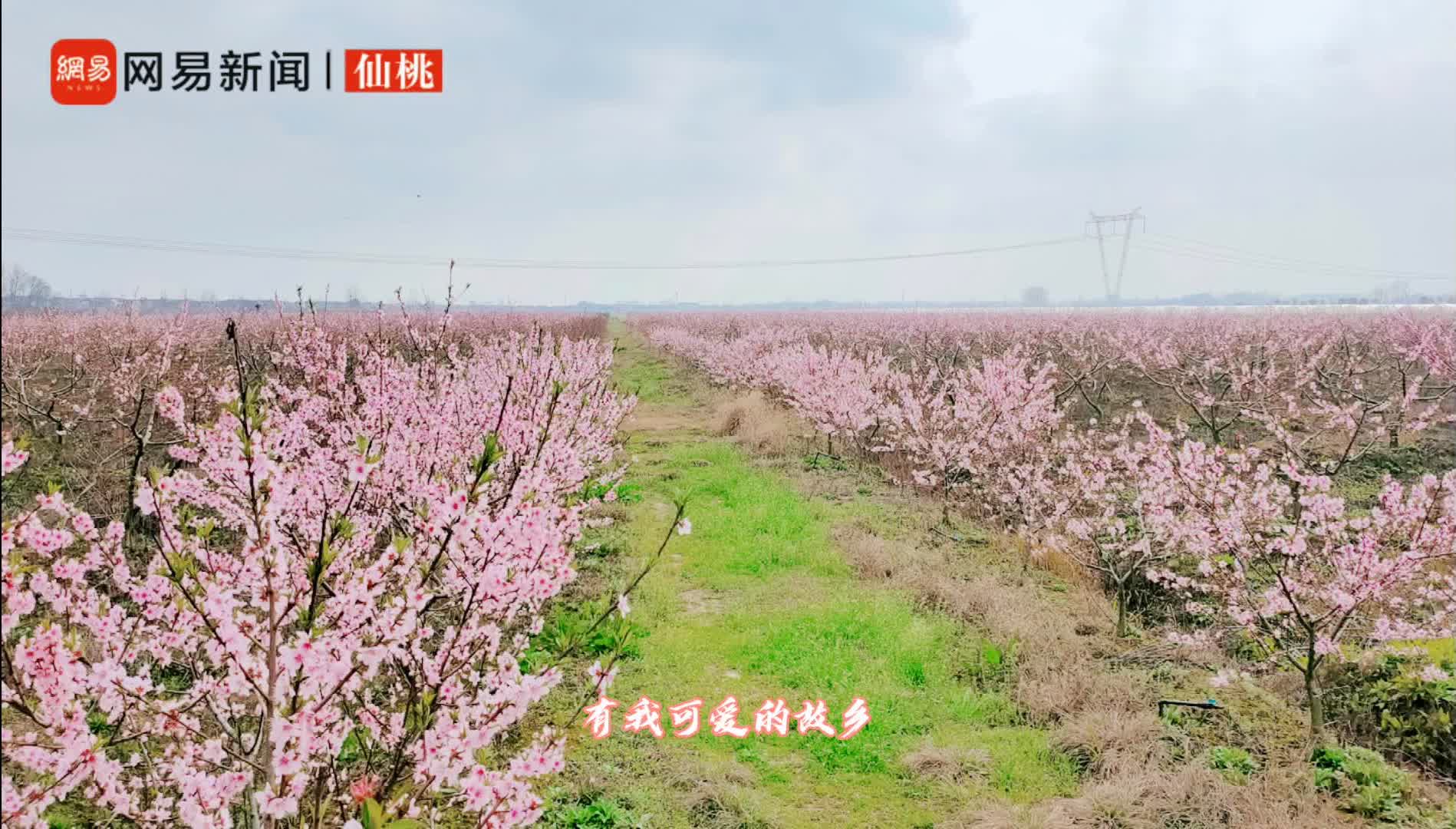 桃花小镇怎么下载手机版(桃花小镇怎么下载手机版安装)-第1张图片-QuickQ官网 桃花小镇怎么下载手机版(桃花小镇怎么下载手机版安装)-第1张图片-QuickQ官网